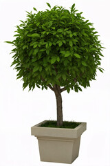 bonsai tree isolated on white