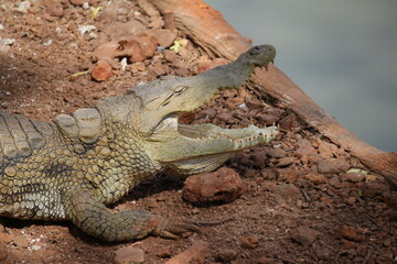 Krokodil