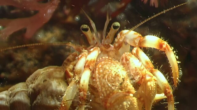 A hairy hermit crab Paguroidea roams the seabed of the White Sea. A small crab explores in its adopted shell, searching for food amongst the Arctic ecosystem.