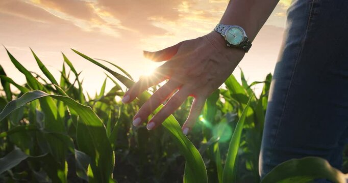 Woman's hand wearing a watch gently touches the green corn leaves while walking through the field on a beautiful sunny day at sunset. Close up - slow motion