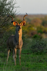 Greater kudu (Tragelaphus strepsiceros) male with big horns is searching for food in the Kruger National Park in South Africa