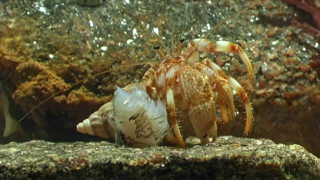 A Hairy Hermit Crab, Paguroidea, explores the seabed. This crustacean calls the Arctic Ocean's White Sea home, a testament to life's tenacity, even in challenging environments.