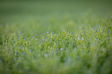 A close up of linum usitatissimum, commonly known as flax or linseed, with the buds closed on a summer's evening