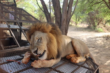 Löwe, lion