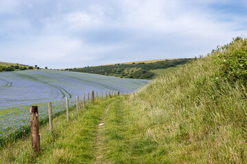 A pathway running alongside farmland with flax growing, on a summer's day