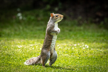 A grey squirrel standing up on a lawn in Sussex, with a shallow depth of field