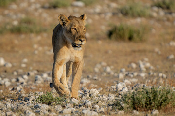 Lion (Panthera leo) walking close to a waterhole in Etosha National Park in Namibia