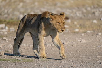 Lion (Panthera leo) walking close to a waterhole in Etosha National Park in Namibia