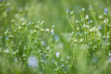 A close up of flax crops in rural Sussex, with the buds closed in the evening light