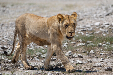 Lion (Panthera leo) walking close to a waterhole in Etosha National Park in Namibia