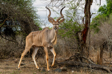 Greater kudu (Tragelaphus strepsiceros) male with big horns is searching for food in the Kruger...
