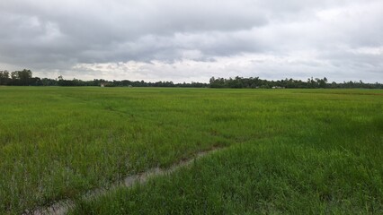 green grass and blue sky