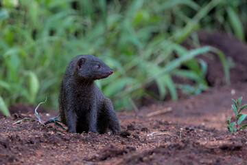 Common dwarf mongoose (Helogale parvula) searching for food in a Wildlife Estate near Hoedspruit in South Africa   