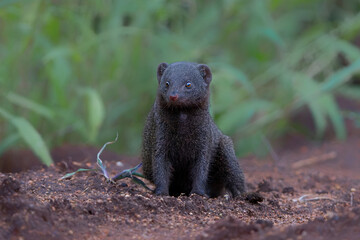 Common dwarf mongoose (Helogale parvula) searching for food in a Wildlife Estate near Hoedspruit in South Africa   