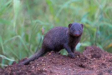 Common dwarf mongoose (Helogale parvula) searching for food in a Wildlife Estate near Hoedspruit in South Africa   