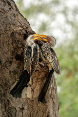 Southern yellow-billed hornbill (Tockus leucomelas). The hornbill couple showed love to each other...