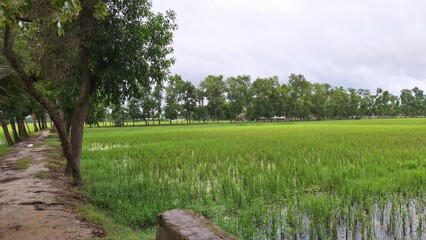 rice field in the morning