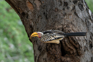 Southern yellow-billed hornbill (Tockus leucomelas). The hornbill couple showed love to each other...