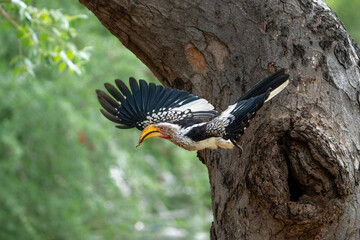 Southern yellow-billed hornbill (Tockus leucomelas). The hornbill couple showed love to each other...