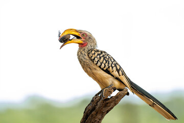 Southern yellow-billed hornbill (Tockus leucomelas). The hornbill couple showed love to each other...