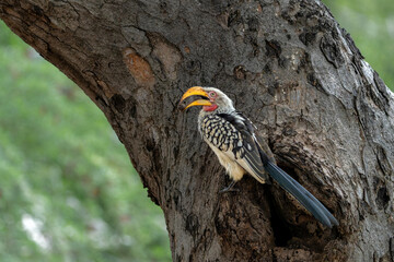 Southern yellow-billed hornbill (Tockus leucomelas). The hornbill couple showed love to each other...