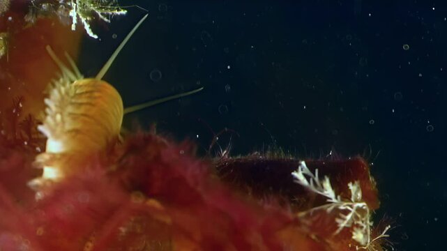 Observe the mesmerizing movements of a Nereis virens sea worm as it navigates the seabed of the White Sea in the Arctic Ocean. This undersea realm reveals life in the depths.