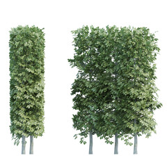 hornbeam set isolated on transparant background. 3d illustration