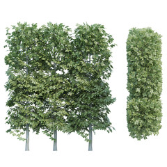 hornbeam set isolated on transparant background. 3d illustration
