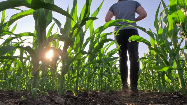 Agronomist farmer walking in corn field at sunset, low angle view. Farm worker in maize plantation controlling and analyzing corn crop in agricultural field, slow motion