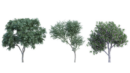 curry tree set isolated on transparant background. 3d illustration
