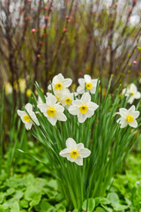 Fototapeta premium Beautiful white daffodils blooming in spring in a flower bed.