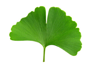 Fresh green ginkgo leaf with vibrant texture.