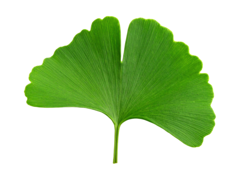 Fresh green ginkgo leaf with vibrant texture.