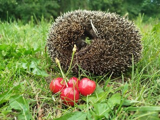 curled hedgehog on grassy land with bright red berries. Hedgehog quietly enjoying natural environment, next to vivid cherries. Hedgehog scene shows peaceful rural setting. concept of animal in garden. © Olena Vasylieva