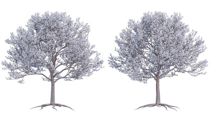 almond tree set isolated on transparant background. 3d illustration