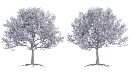 almond tree set isolated on transparant background. 3d illustration