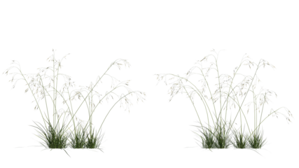 giant feather grass set isolated on transparant background. 3d illustration