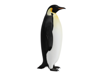 Isolated Emperor Penguin Standing Proudly