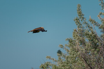 Western Marsh Harrier (Circus aeruginosus) Hovering Above the Reeds in the Danube Delta, Romania...