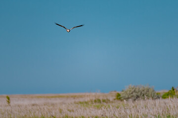 Western Marsh Harrier (Circus aeruginosus) Hovering Above the Reeds in the Danube Delta, Romania – Majestic Bird of Prey in Pristine Wetland Habitat of Eastern Europe