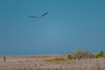 Western Marsh Harrier (Circus aeruginosus) Hovering Above the Reeds in the Danube Delta, Romania – Majestic Bird of Prey in Pristine Wetland Habitat of Eastern Europe
