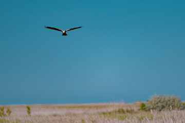 Western Marsh Harrier (Circus aeruginosus) Hovering Above the Reeds in the Danube Delta, Romania...