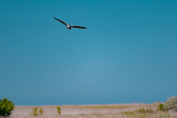 Western Marsh Harrier (Circus aeruginosus) Hovering Above the Reeds in the Danube Delta, Romania...