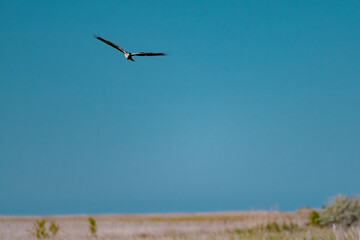 Western Marsh Harrier (Circus aeruginosus) Hovering Above the Reeds in the Danube Delta, Romania – Majestic Bird of Prey in Pristine Wetland Habitat of Eastern Europe