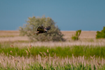 Western Marsh Harrier (Circus aeruginosus) Hovering Above the Reeds in the Danube Delta, Romania – Majestic Bird of Prey in Pristine Wetland Habitat of Eastern Europe