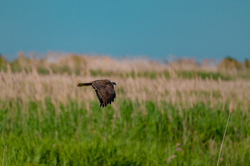 Western Marsh Harrier (Circus aeruginosus) Hovering Above the Reeds in the Danube Delta, Romania – Majestic Bird of Prey in Pristine Wetland Habitat of Eastern Europe