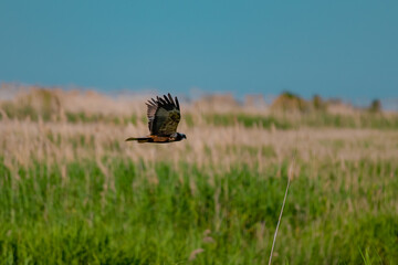 Western Marsh Harrier (Circus aeruginosus) Hovering Above the Reeds in the Danube Delta, Romania – Majestic Bird of Prey in Pristine Wetland Habitat of Eastern Europe