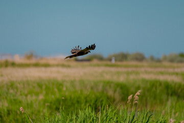 Western Marsh Harrier (Circus aeruginosus) Hovering Above the Reeds in the Danube Delta, Romania – Majestic Bird of Prey in Pristine Wetland Habitat of Eastern Europe