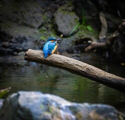 Kingfisher perched over the river