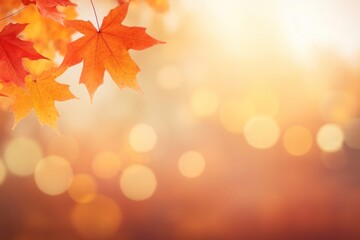 Fototapeta premium Red and yellow maple leaves backgrounds sunlight outdoors.